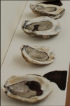 “Gulf Oysters on the Half Shell”
